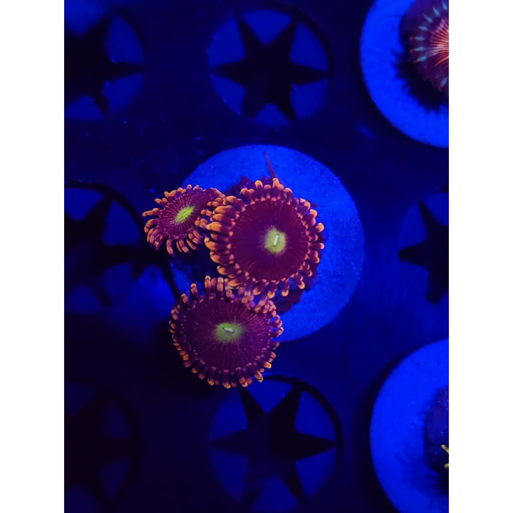 Bozo Birthday Zoanthid Frag WYSIWYG!