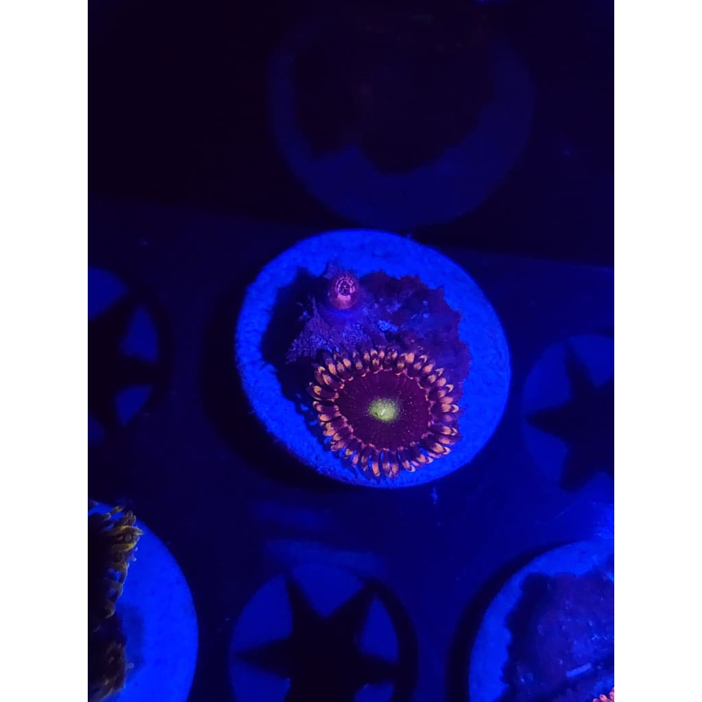 Bozo Birthday Zoanthid Frag WYSIWYG!