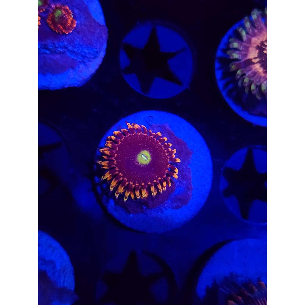 Bozo Birthday Zoanthid Frag WYSIWYG!