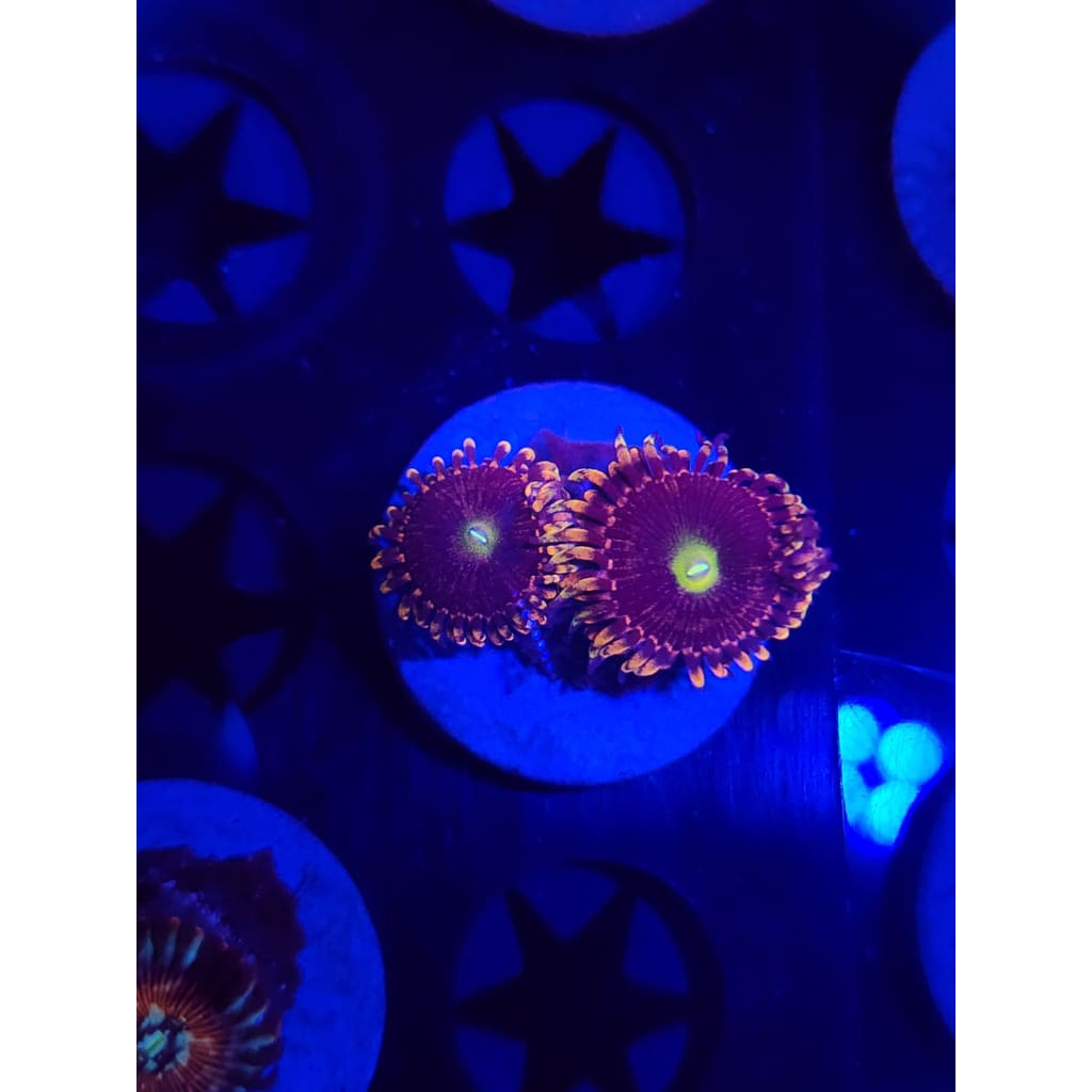 Bozo Birthday Zoanthid Frag WYSIWYG!