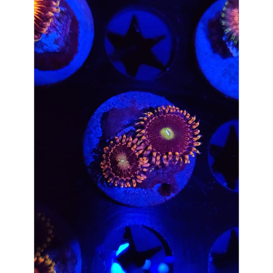 Bozo Birthday Zoanthid Frag WYSIWYG!