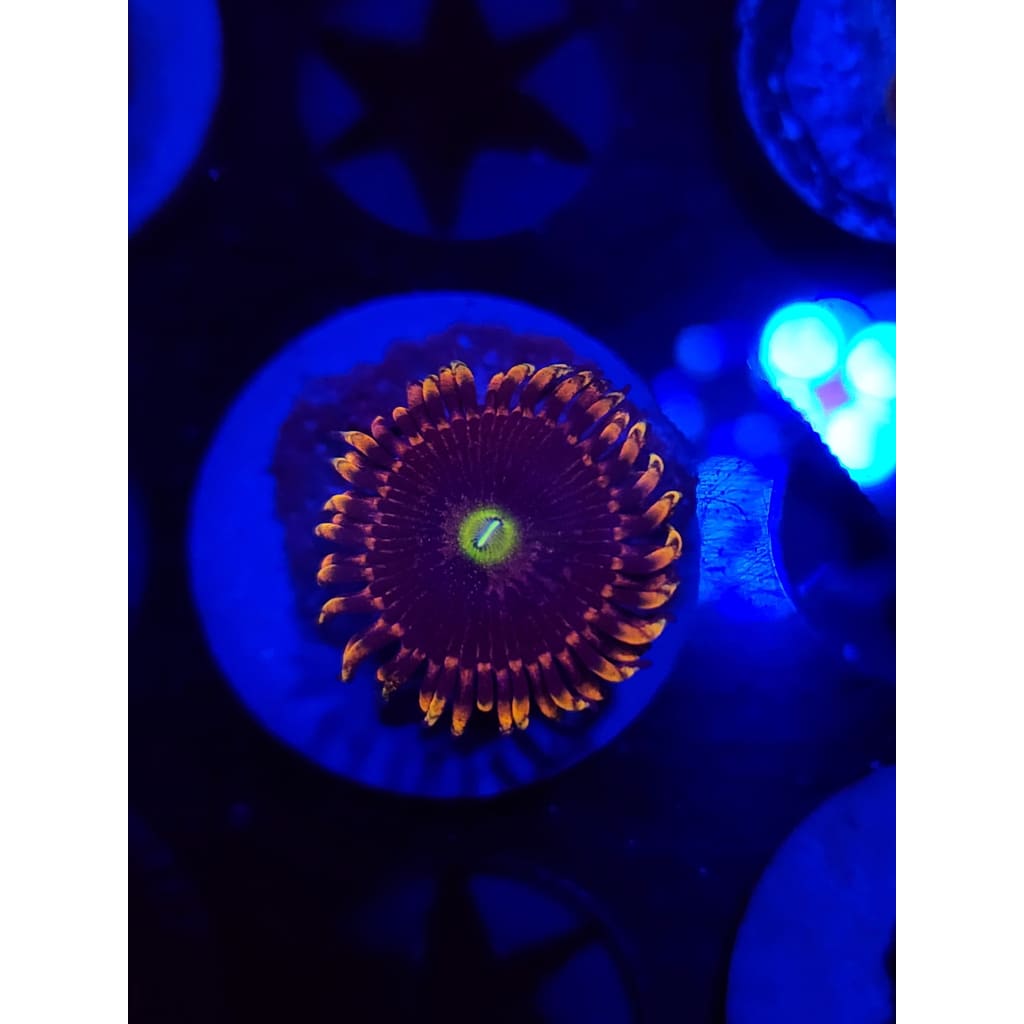 Bozo Birthday Zoanthid Frag WYSIWYG!