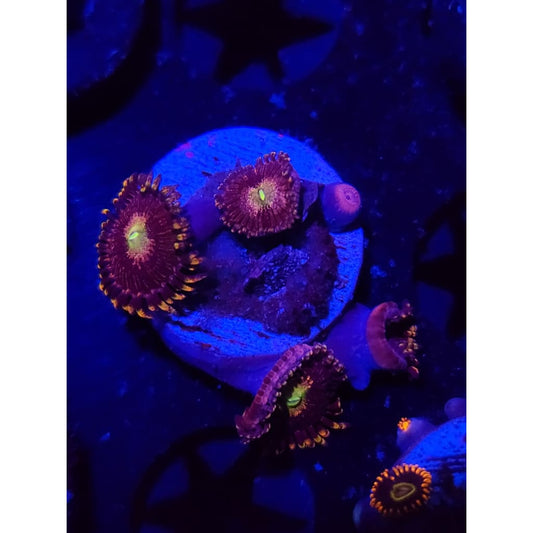 Bozo’s Birthday Zoanthid Frag WYSIWYG!