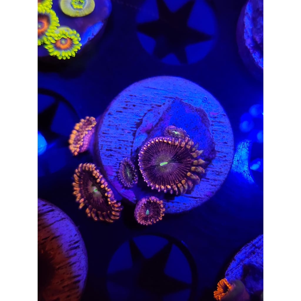 Bozo’s Birthday Zoanthid Frag WYSIWYG!