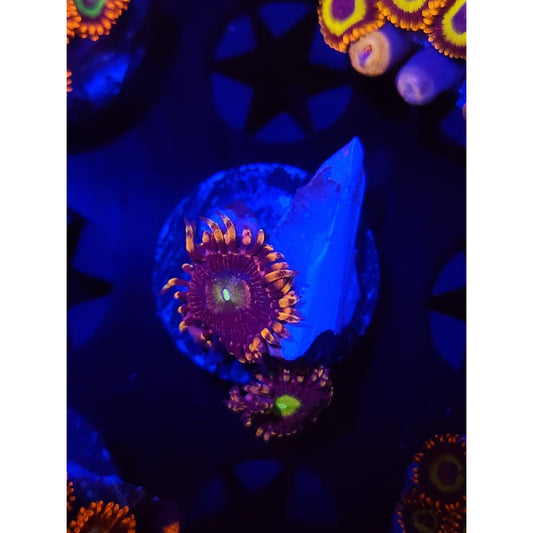 Bozo’s Birthday Zoanthid Frag WYSIWYG!