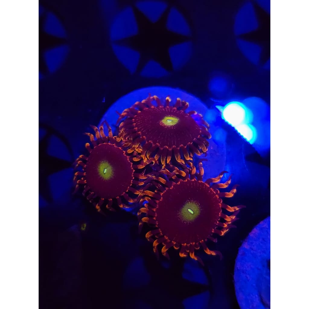 Bozo’s Birthday Zoanthid Frag WYSIWYG!