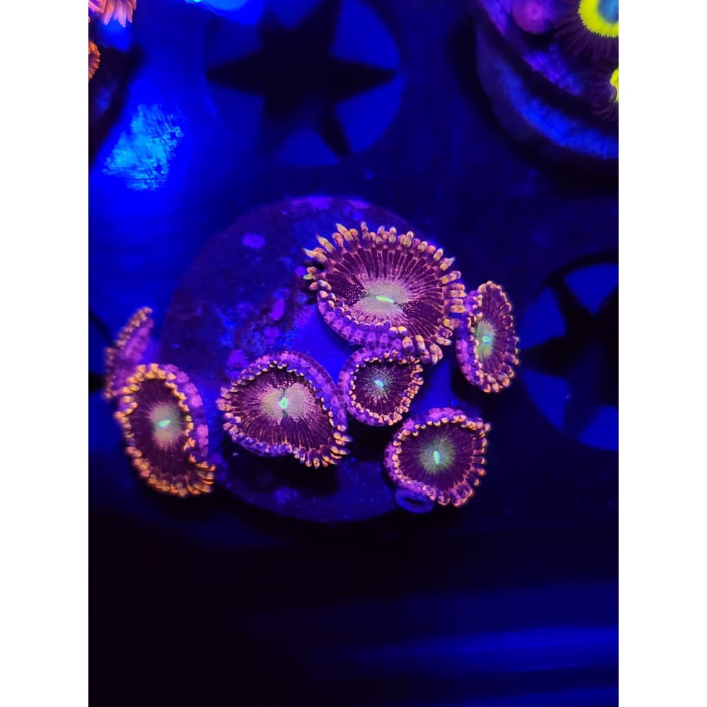 Bozo’s Birthday Zoanthid Frag WYSIWYG!