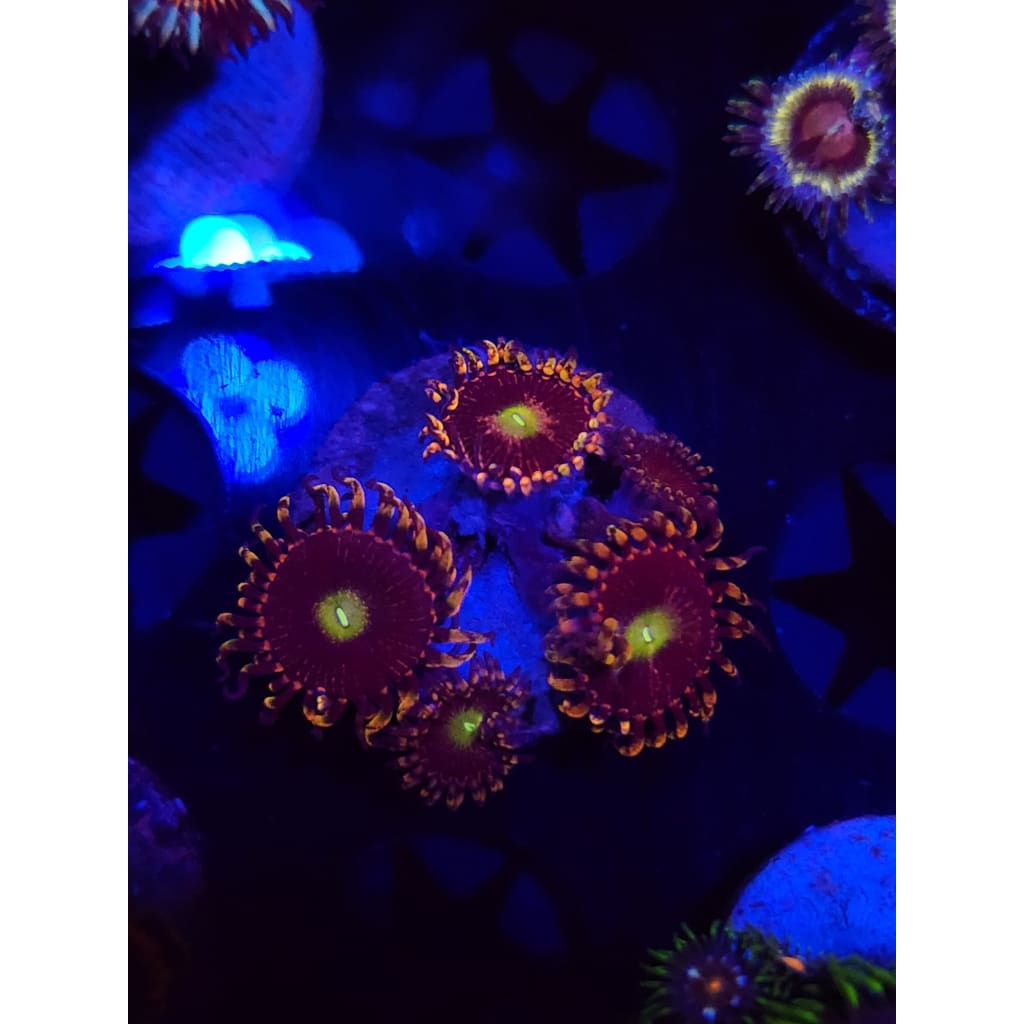 Bozo’s Birthday Zoanthid Frag WYSIWYG!