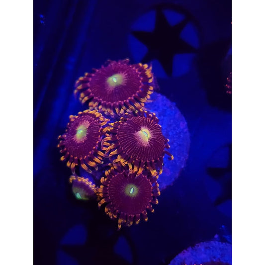 Bozo’s Birthday Zoanthid Frag WYSIWYG!