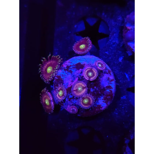 Bozo’s Birthday Zoanthid Frag WYSIWYG!