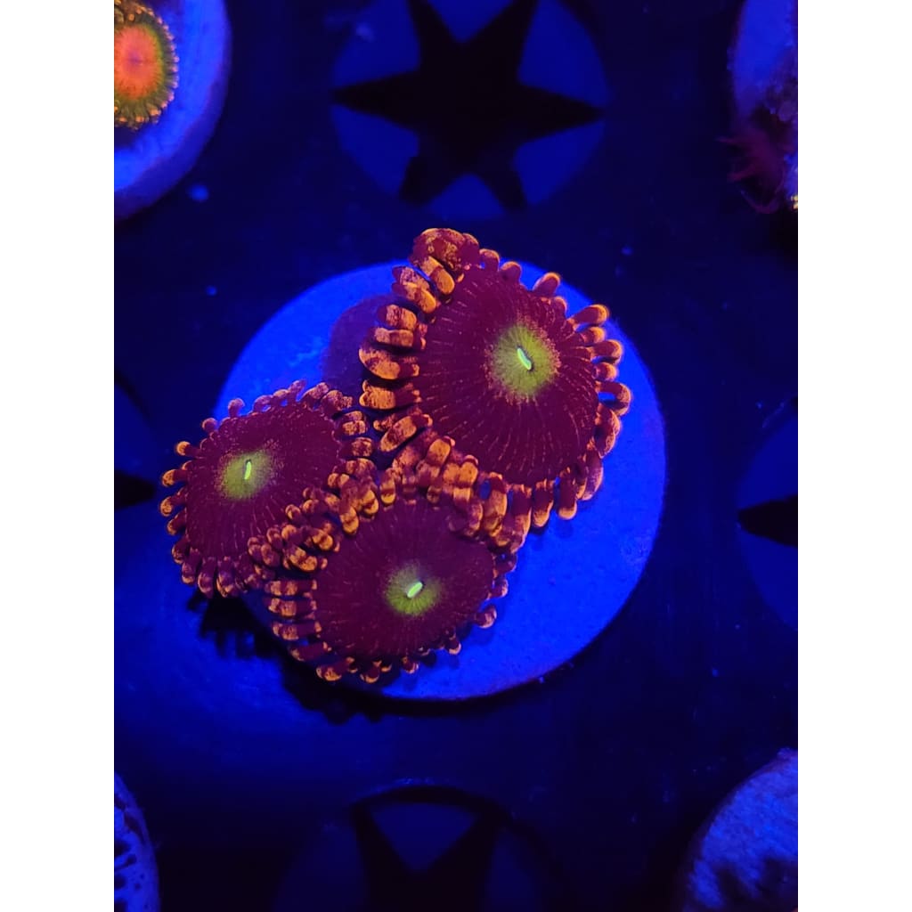 Bozo’s Birthday Zoanthid Frag WYSIWYG!