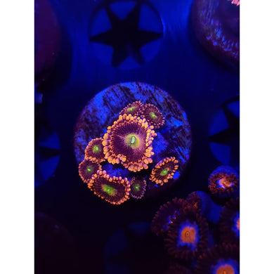 Bozo’s Birthday Zoanthid Frag WYSIWYG!