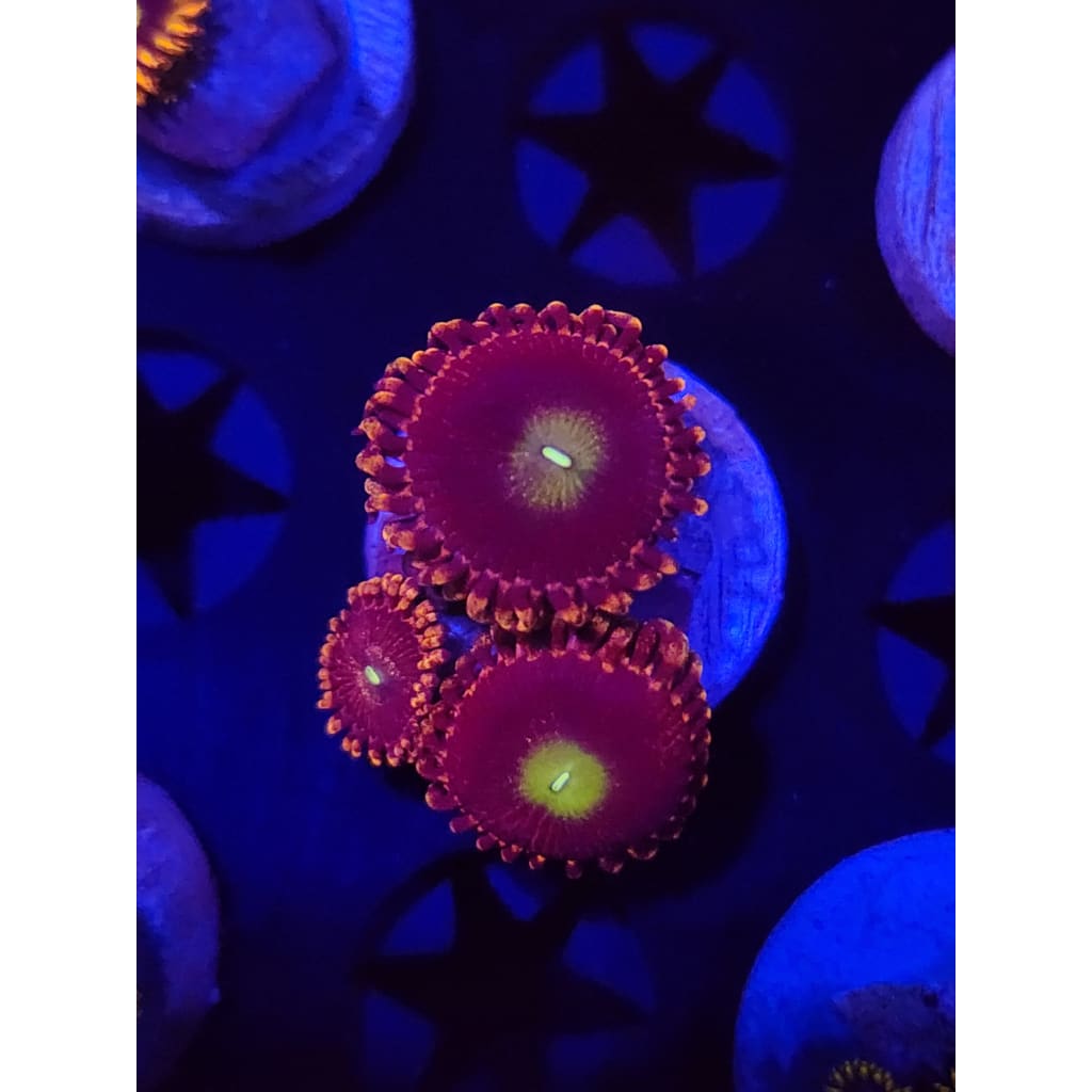 Bozo’s Birthday Zoanthid Frag WYSIWYG!