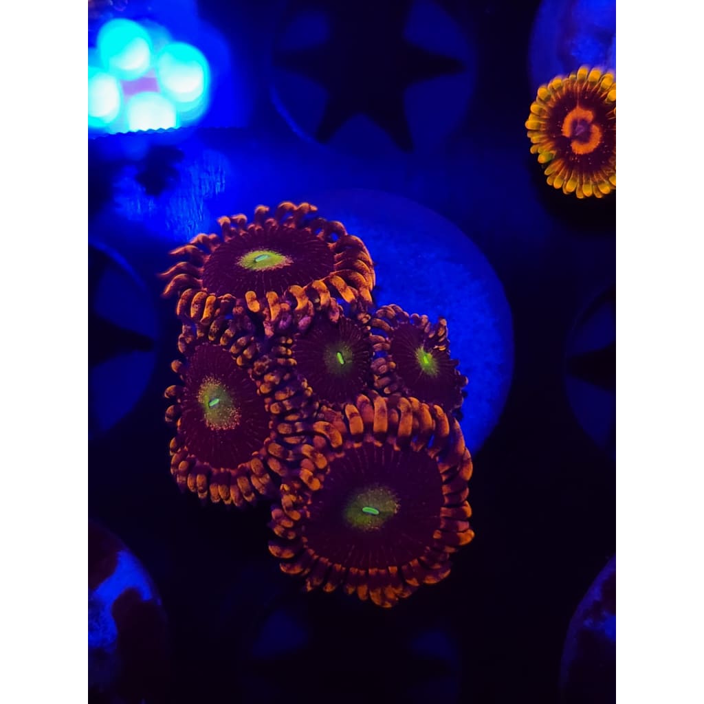 Bozo’s Birthday Zoanthid Frag WYSIWYG!
