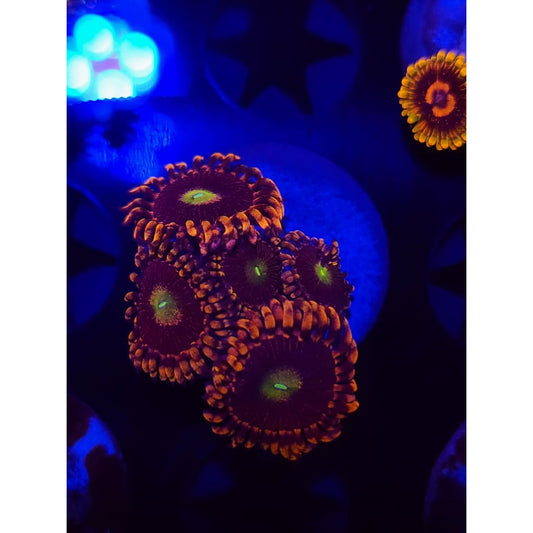 Bozo’s Birthday Zoanthid Frag WYSIWYG!