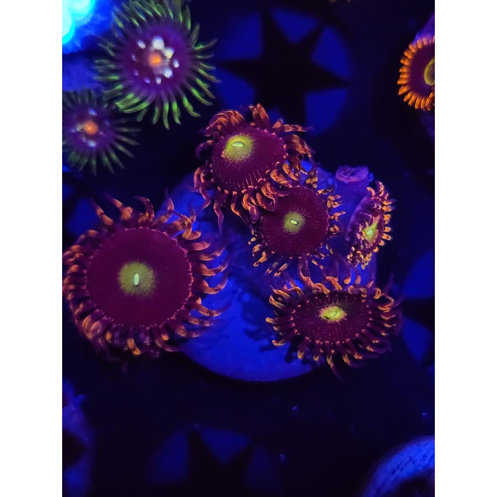 Bozo’s Birthday Zoanthid Frag WYSIWYG!