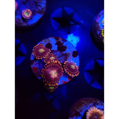 Bozo’s Birthday Zoanthid Frag WYSIWYG!