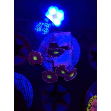 Bozo’s Birthday Zoanthid Frag WYSIWYG!