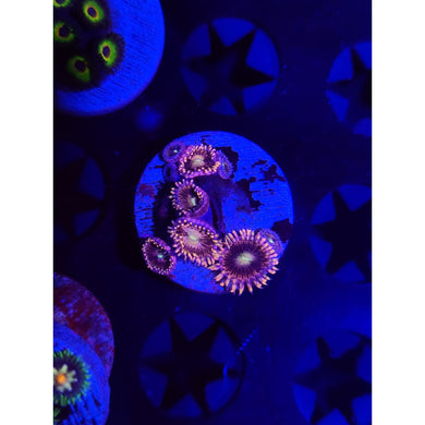Bozo’s Birthday Zoanthid Frag WYSIWYG!