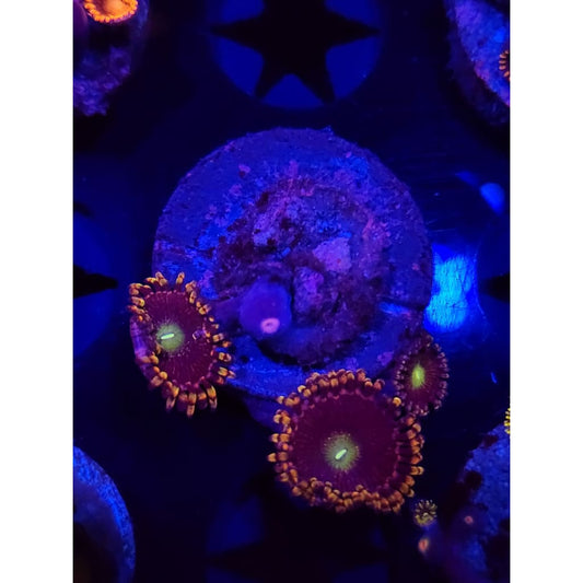 Bozo’s Birthday Zoanthid Frag WYSIWYG!