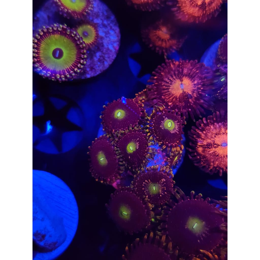 Bozo’s Birthday Zoanthid Frag WYSIWYG!