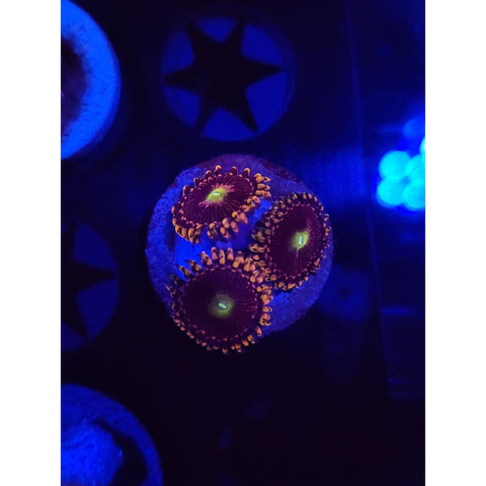 Bozo’s Birthday Zoanthid Frag WYSIWYG!
