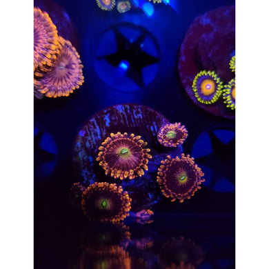 Bozo’s Birthday Zoanthid Frag WYSIWYG!