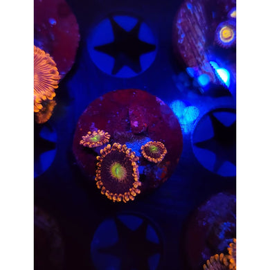 Bozo’s Birthday Zoanthid Frag WYSIWYG!