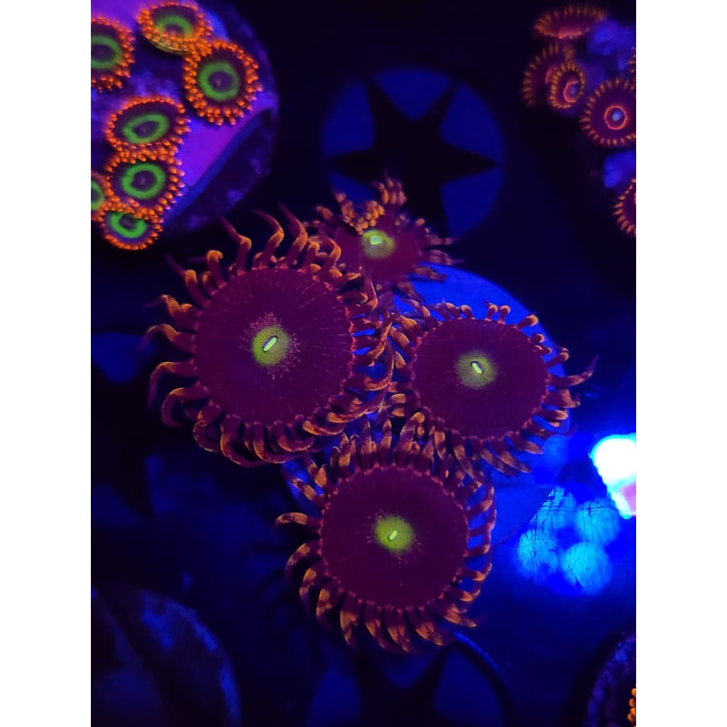 Bozo’s Birthday Zoanthid Frag WYSIWYG!