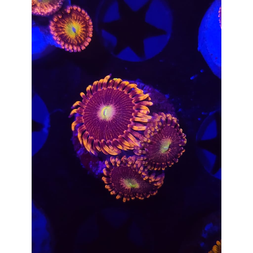 Bozo’s Birthday Zoanthid Frag WYSIWYG!