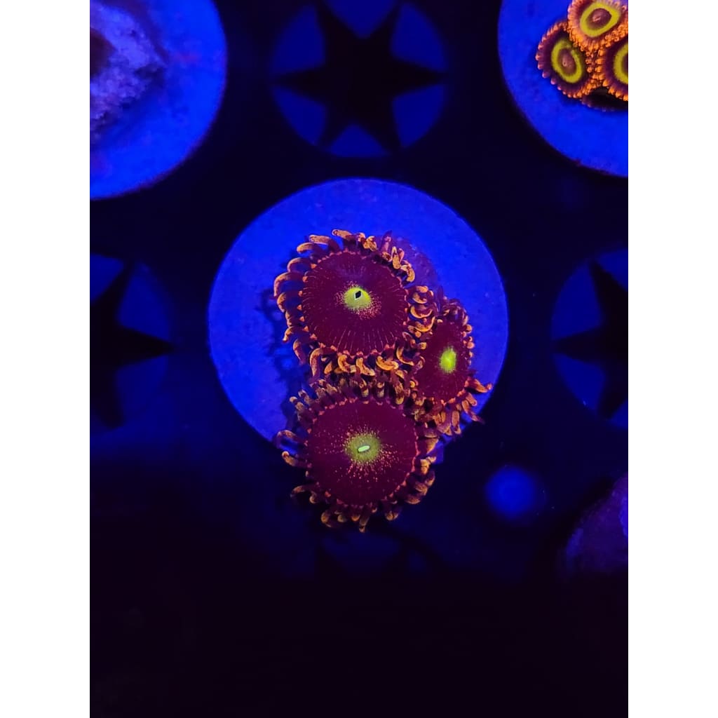 Bozo’s Birthday Zoanthid Frag WYSIWYG!