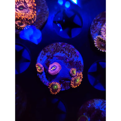 Bozo’s Birthday Zoanthid Frag WYSIWYG!