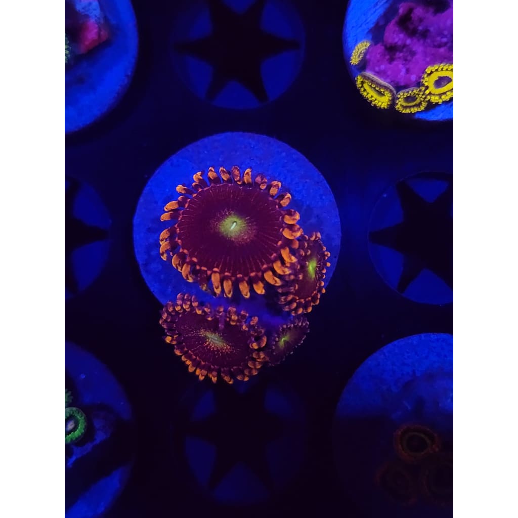 Bozo’s Birthday Zoanthid Frag WYSIWYG!