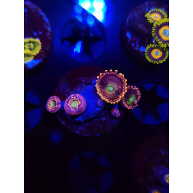Bozo’s Birthday Zoanthid Frag WYSIWYG!