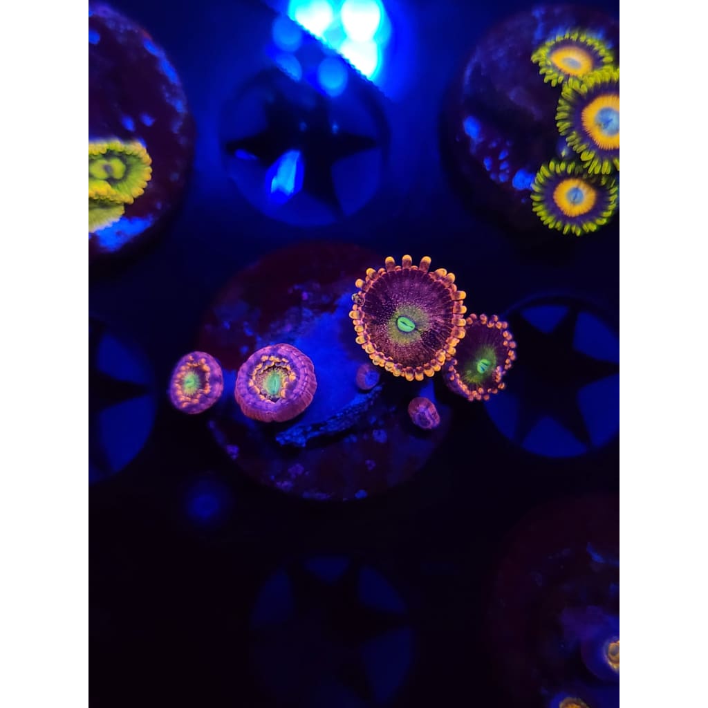 Bozo’s Birthday Zoanthid Frag WYSIWYG!