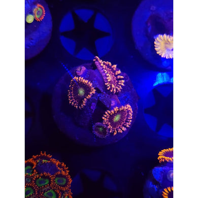 Bozo’s Birthday Zoanthid Frag WYSIWYG!