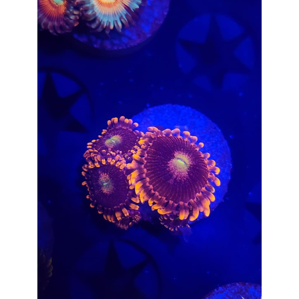 Bozo’s Birthday Zoanthid Frag WYSIWYG!