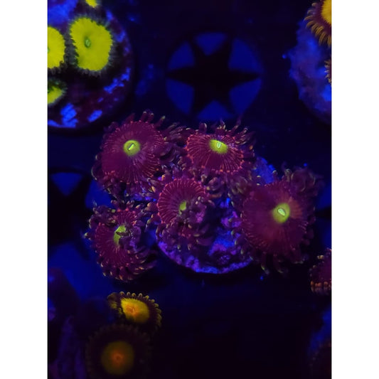 Bozo’s Birthday Zoanthid Frag WYSIWYG!