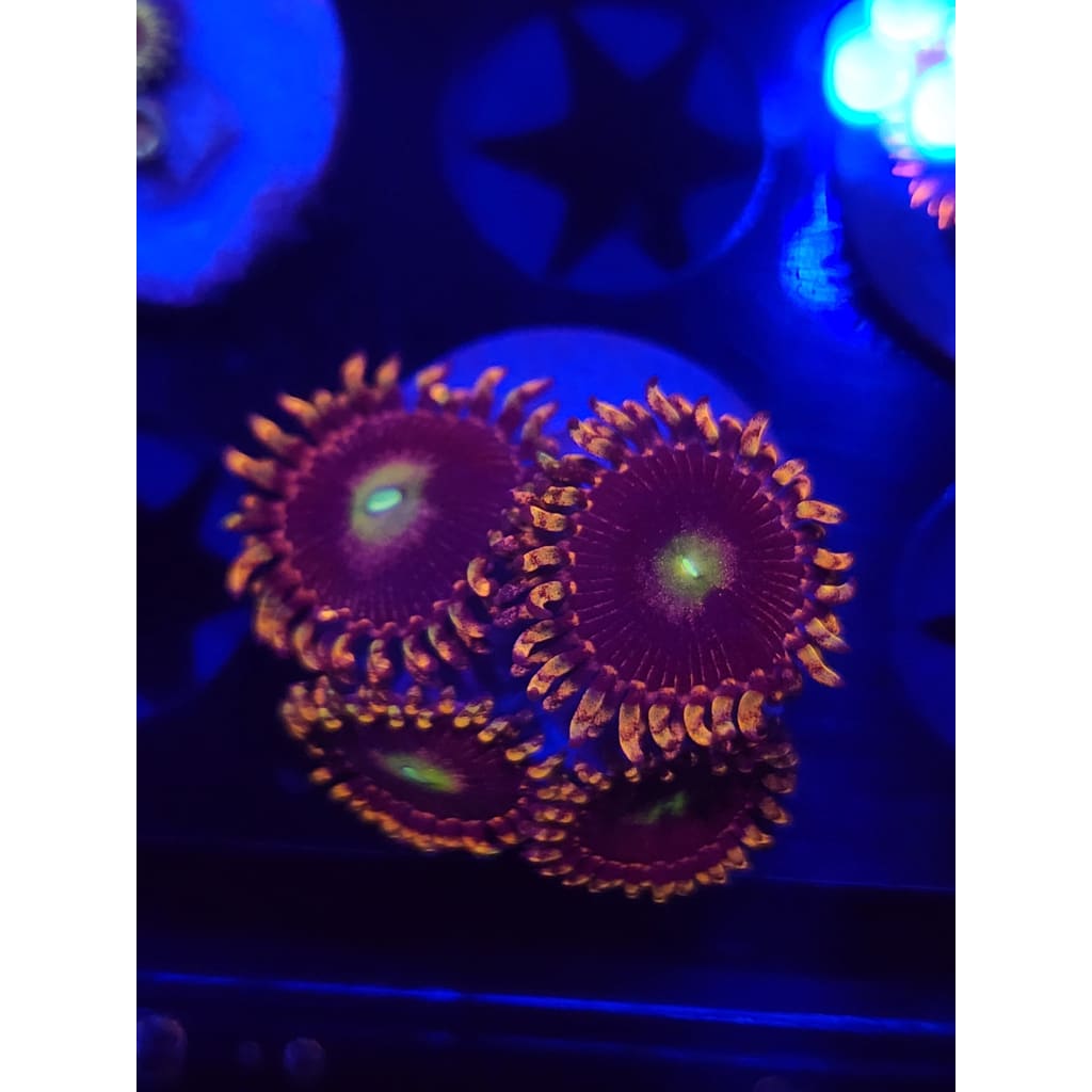 Bozo’s Birthday Zoanthid Frag WYSIWYG!