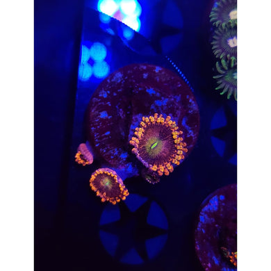 Bozo’s Birthday Zoanthid Frag WYSIWYG!