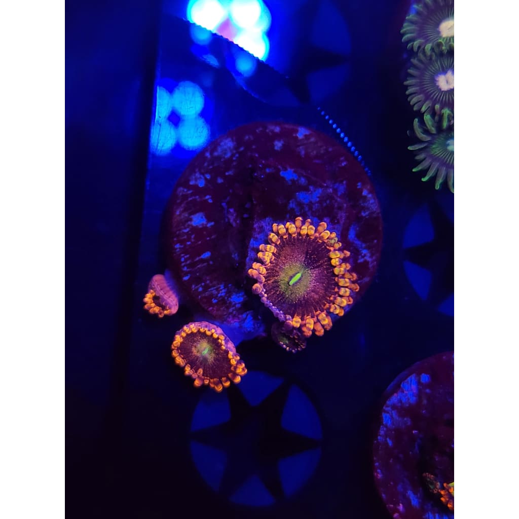 Bozo’s Birthday Zoanthid Frag WYSIWYG!