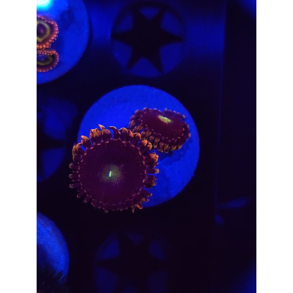 Bozo’s Birthday Zoanthid Frag WYSIWYG!
