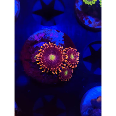 Bozo’s Birthday Zoanthid Frag WYSIWYG!