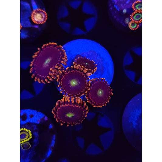 Bozo’s Birthday Zoanthid Frag WYSIWYG!