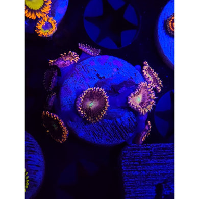 Bozo’s Birthday Zoanthid Frag WYSIWYG!