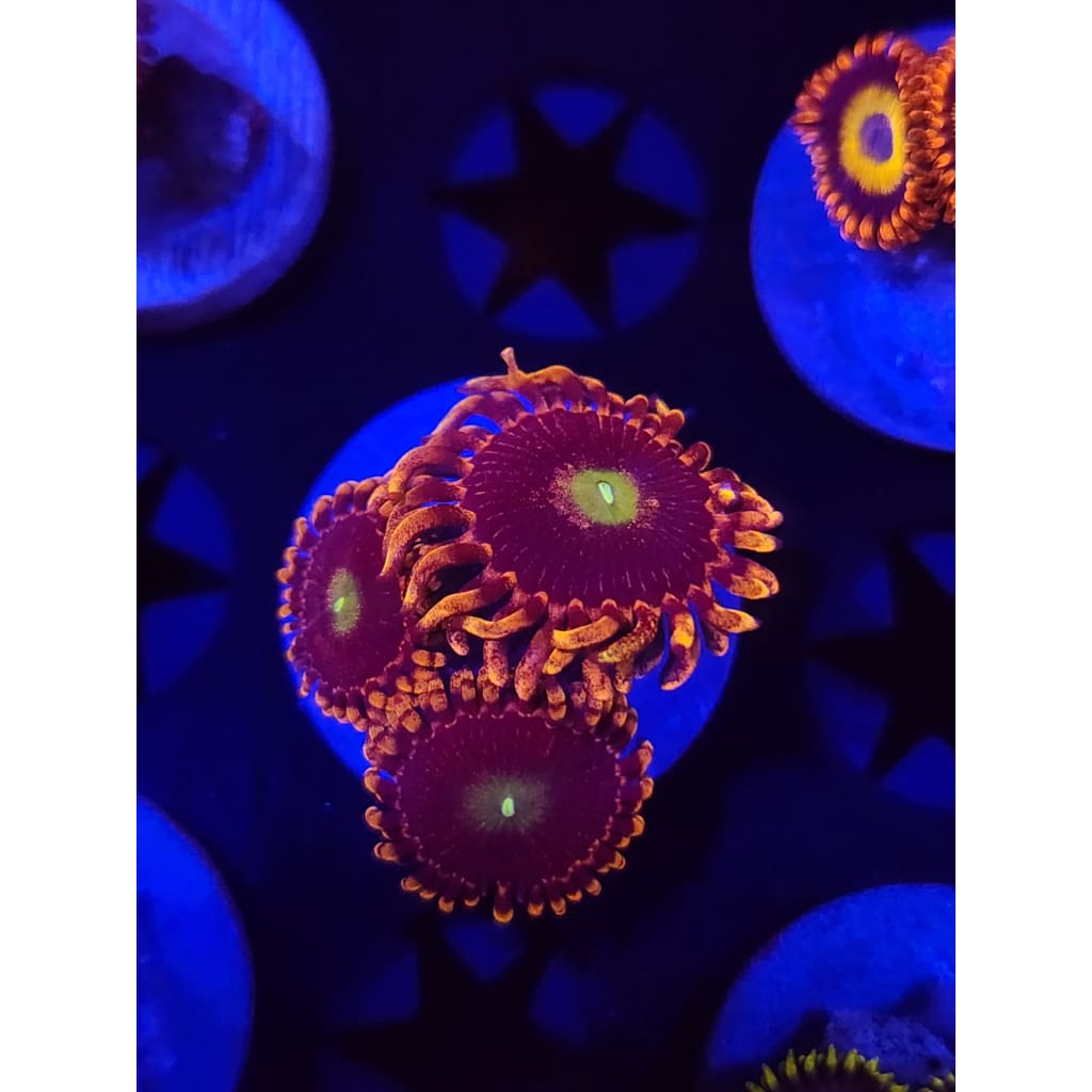 Bozo’s Birthday Zoanthid Frag WYSIWYG!