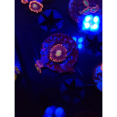Bozo’s Birthday Zoanthid Frag WYSIWYG!