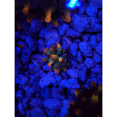 BTS Holy Grail Anemone WYSIWYG!