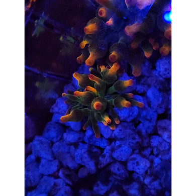 BTS Holy Grail Anemone WYSIWYG!