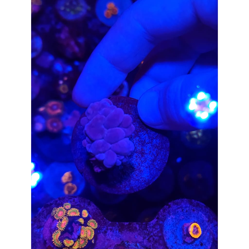 Bubble Coral WYSIWYG!